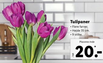 Lidl Tulipaner tilbud
