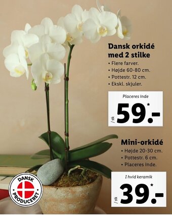 Lidl Dansk Orkidé Med 2 Stilke tilbud
