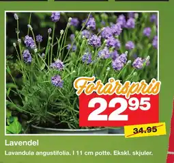 Bauhaus Lavendel tilbud