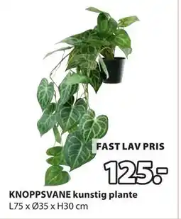 JYSK KNOPPSVANE kunstig plante tilbud