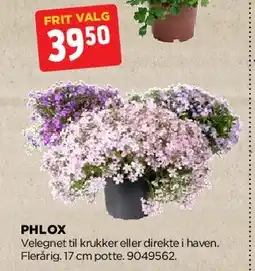 jem & fix Phlox tilbud