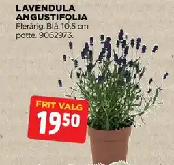 jem & fix Lavendula angustifolia tilbud