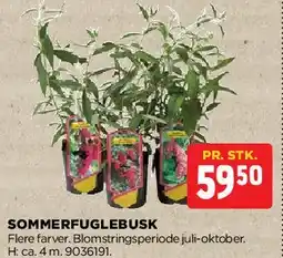 jem & fix Sommerfuglebusk tilbud