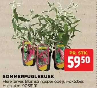 jem & fix Sommerfuglebusk tilbud
