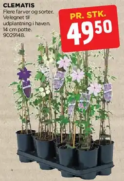 jem & fix Clematis tilbud