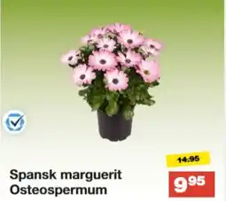 Bauhaus Spansk marguerit Osteospermum tilbud