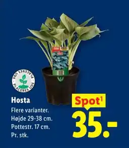 Lidl Hosta tilbud