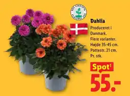 Lidl Dahlia tilbud