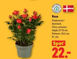 Lidl Rose tilbud
