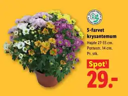 Lidl 5-farvet krysantemum tilbud