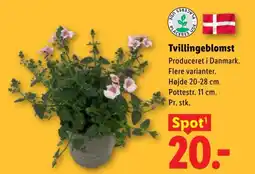 Lidl Tvillingeblomst tilbud