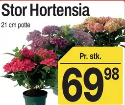 ABC Lavpris Stor Hortensia tilbud