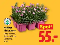 Lidl Nelliker Pink Kisses tilbud