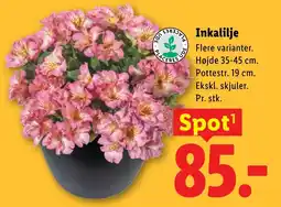 Lidl Inkalilje tilbud