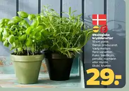 Netto Økologiske krydderurter tilbud