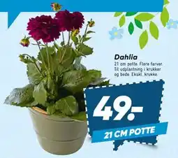 Bilka Dahlia tilbud