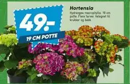 Bilka Hortensia tilbud