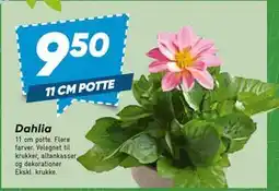 Bilka Dahlia tilbud