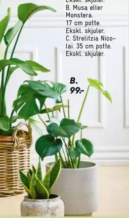 Bilka Musa eller Monstera tilbud