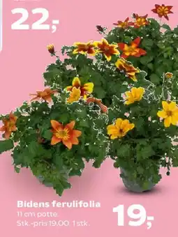 SuperBrugsen Bidens ferulifolia tilbud