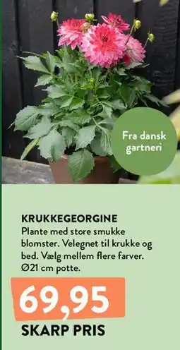 Plantorama KRUKKEGEORGINE tilbud