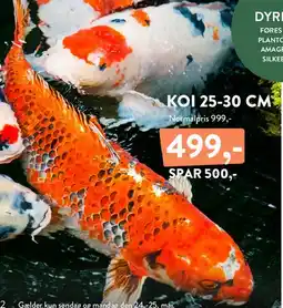 Plantorama KOI 25-30 CM tilbud