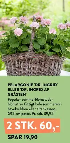 Plantorama Pelargonie 'Dr. Ingrid' eller 'Dr. Ingrid af Gråsten' tilbud