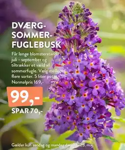 Plantorama Dværg-sommerfuglebusk tilbud