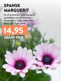 Plantorama Spansk Marguerit tilbud