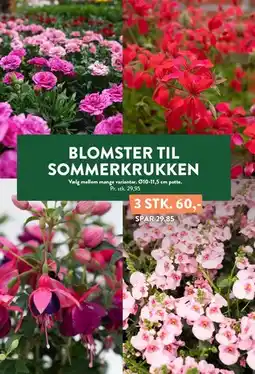 Plantorama Blomster til sommerkrukken tilbud