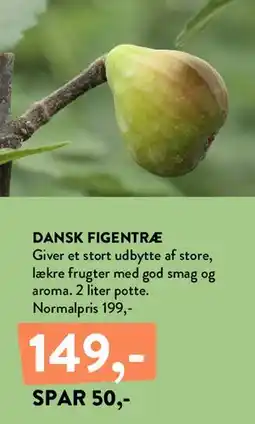 Plantorama DANSK FIGENTRÆ tilbud