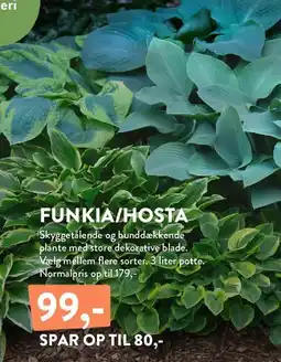 Plantorama FUNKIA/HOSTA tilbud