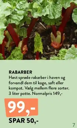 Plantorama RABARBER tilbud