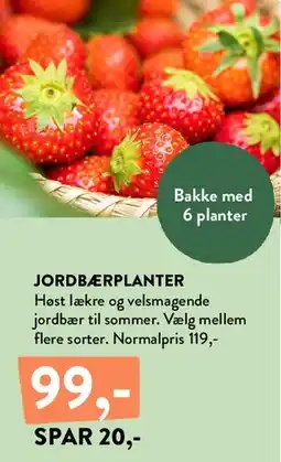 Plantorama JORDBÆRPLANTER tilbud