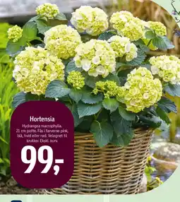 Føtex Hortensia tilbud