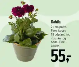 Føtex Dahlia tilbud