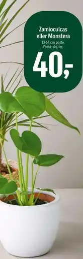 Føtex Zamioculcas eller Monstera tilbud