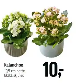 Føtex Kalanchoe tilbud