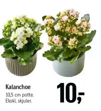 Føtex Kalanchoe tilbud
