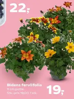 Kvickly Bidens ferulifolia i potte tilbud
