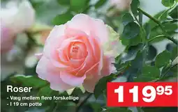 Bauhaus Roser tilbud