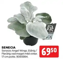 jem & fix SENECIA tilbud