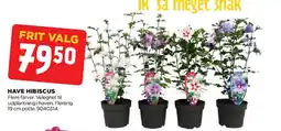 jem & fix HAVE HIBISCUS tilbud