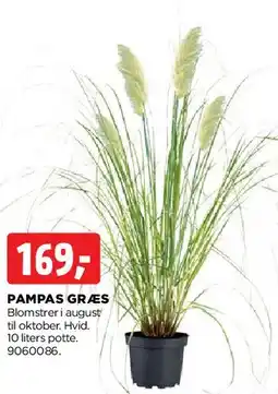 jem & fix PAMPAS GRÆS tilbud