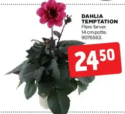 jem & fix DAHLIA TEMPTATION tilbud