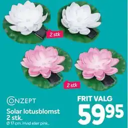 Din Isenkræmmer Solar lotusblomst 2 stk tilbud