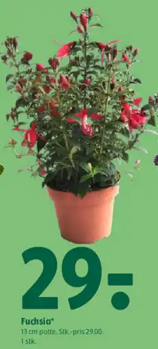 Coop 365 Fuchsia tilbud