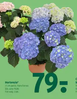 Coop 365 Hortensia tilbud