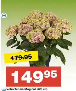 Bauhaus Vehortensia magical tilbud