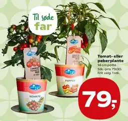 SuperBrugsen Tomat- eller peberplante tilbud